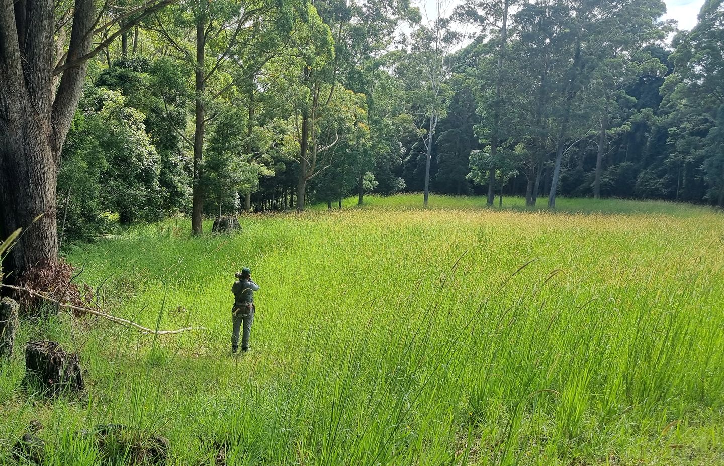 Idyllic Cabin Getaway in the Lush Woodlands of Bellthorpe, Queensland