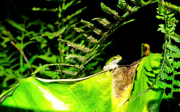 Cabins (Australia, Bellthorpe, Queensland)