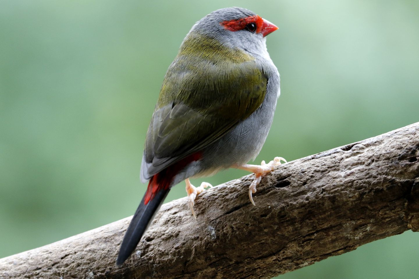 Idyllic Cabin Getaway in the Lush Woodlands of Bellthorpe, Queensland
