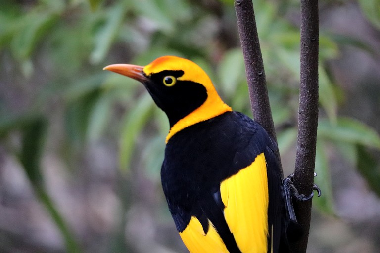 Cabins (Australia, Bellthorpe, Queensland)