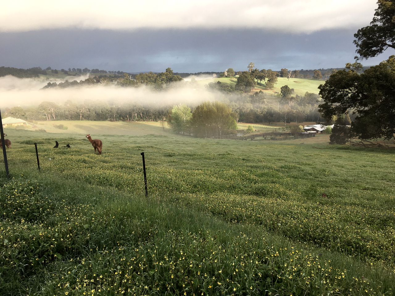 Remote Cottage on a Gorgeous Orchard Farm in Balingup, Western Australia