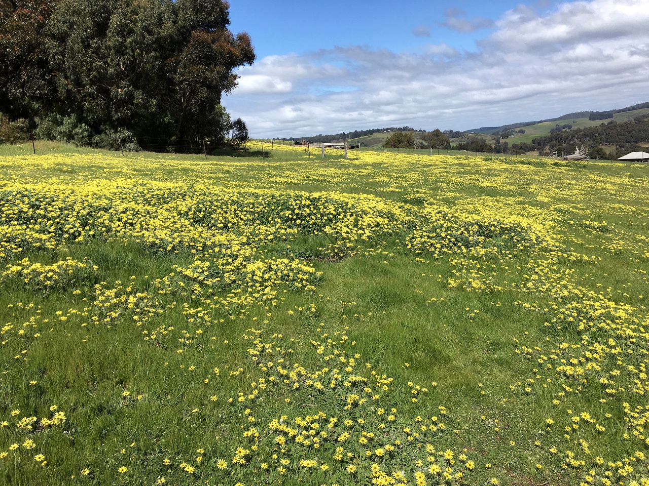 Remote Cottage on a Gorgeous Orchard Farm in Balingup, Western Australia