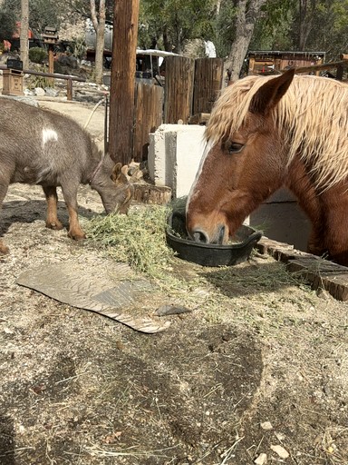 Barns (United States of America, Morongo Valley, California)