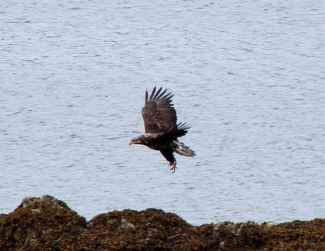 Vacation Rentals (Canada, Ucluelet, British Columbia)