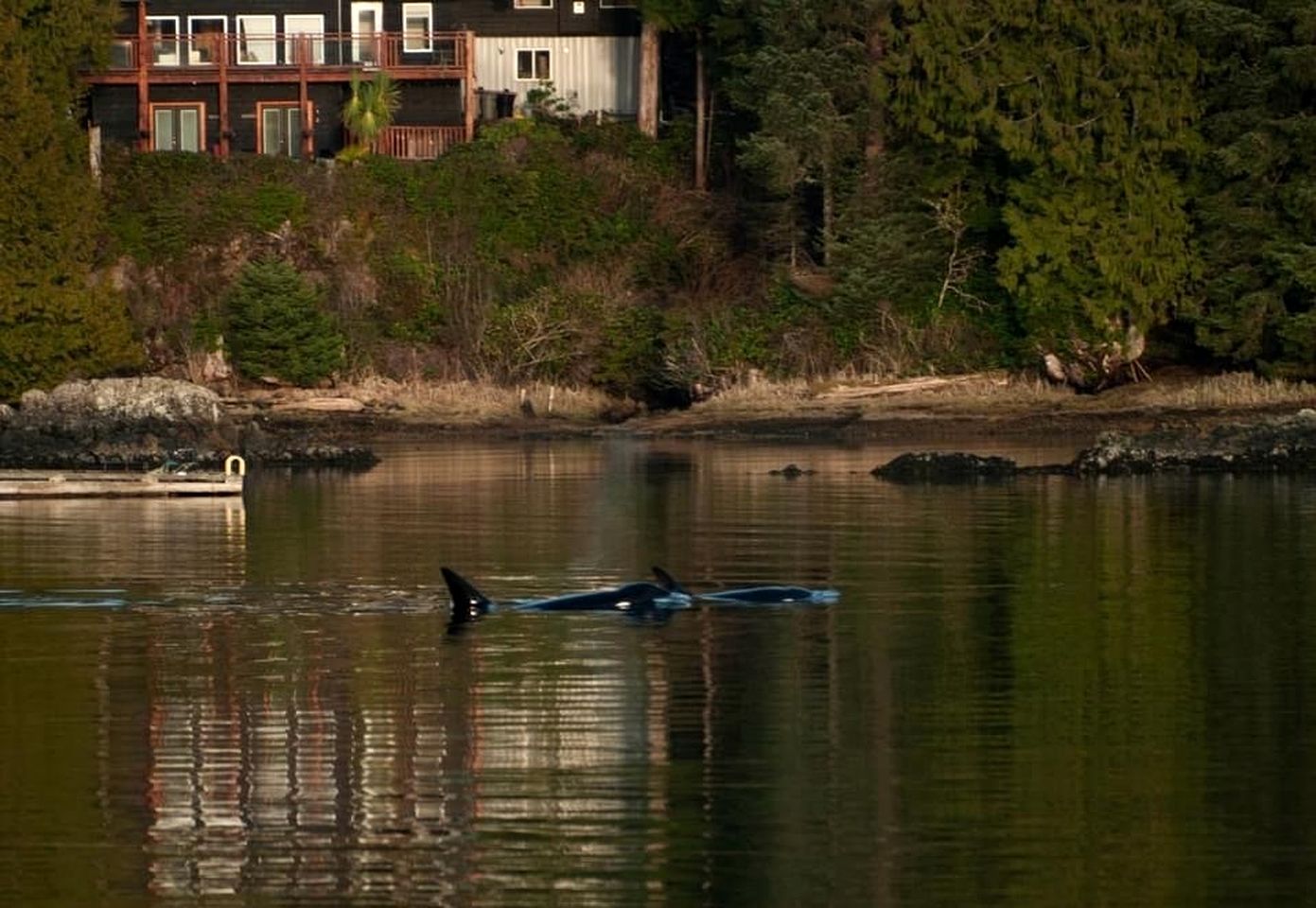 Romantic Room Rental Hidden in a Cove near Ucluelet, British Columbia