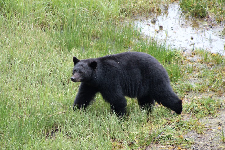 Vacation Rentals (Canada, Ucluelet, British Columbia)