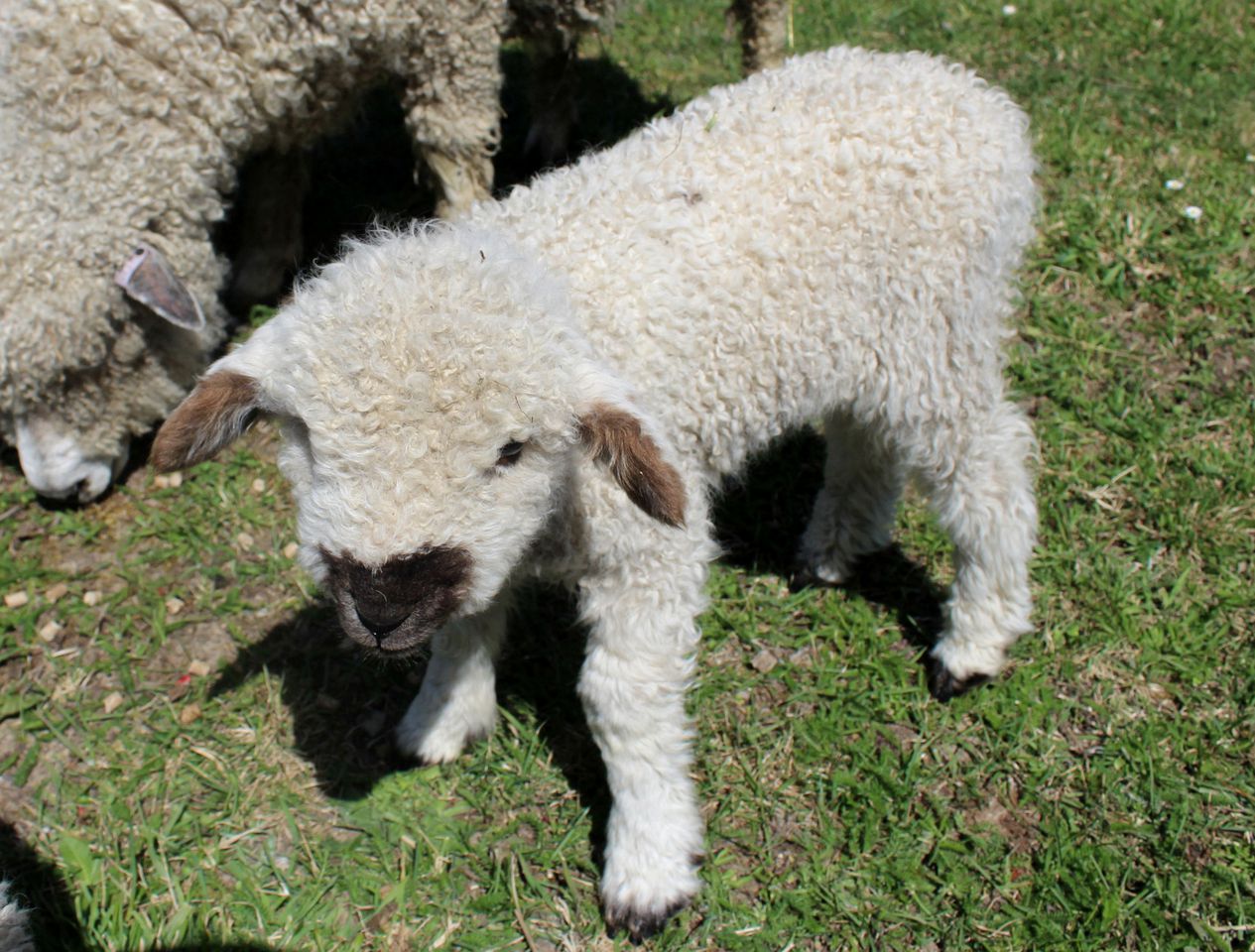 Secluded Cottage Retreat near Kahurangi National Park in Tapawera, South Island