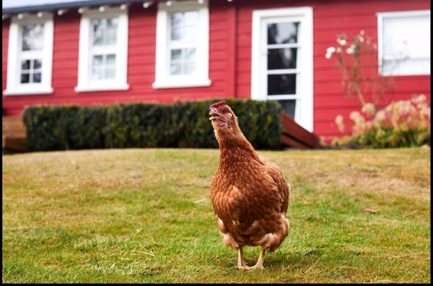 Romantic B&B Cottage Getaway on a Farm in the Countryside near Oamaru, South Island