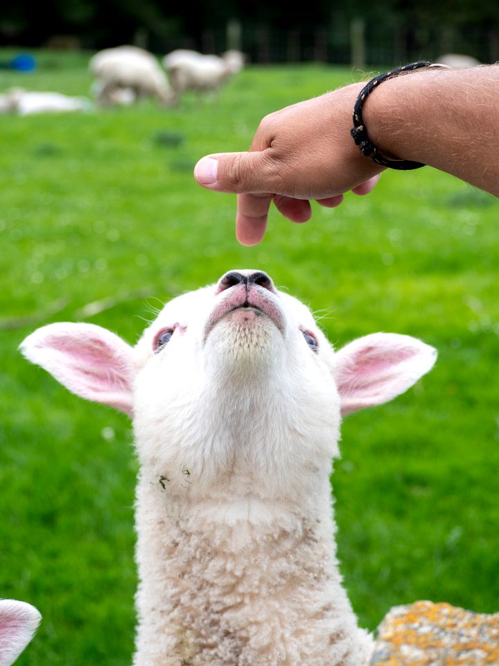 Romantic B&B Cottage Getaway on a Farm in the Countryside near Oamaru, South Island