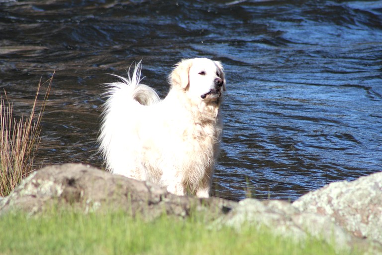 Cottages (Australia, Tumut, New South Wales)