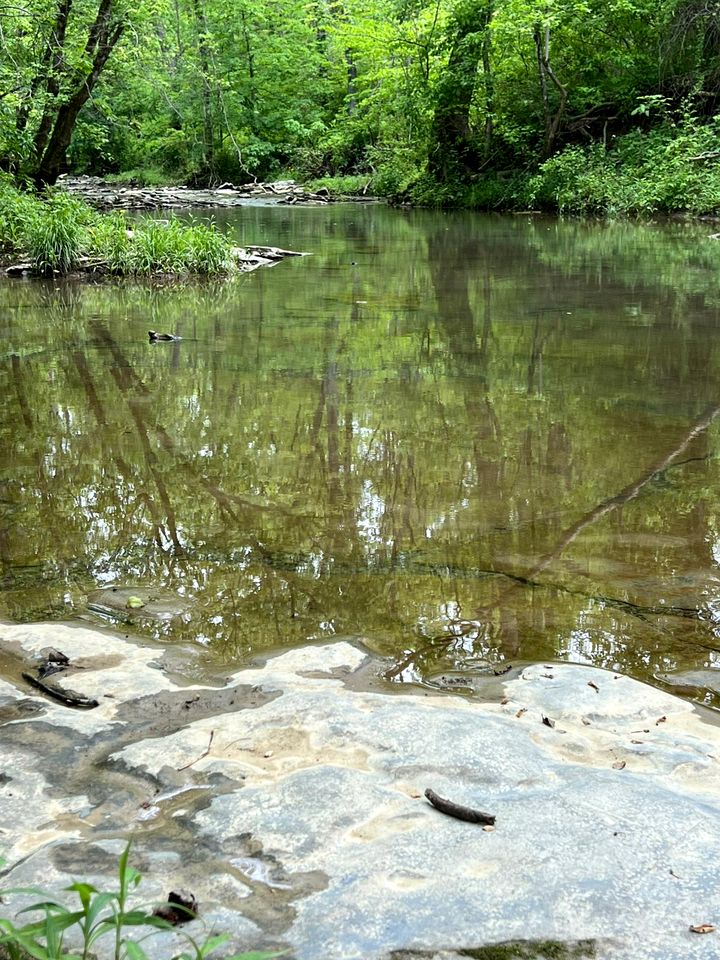 Magical Family Tree House in Secluded Woodland near Germantown, Kentucky