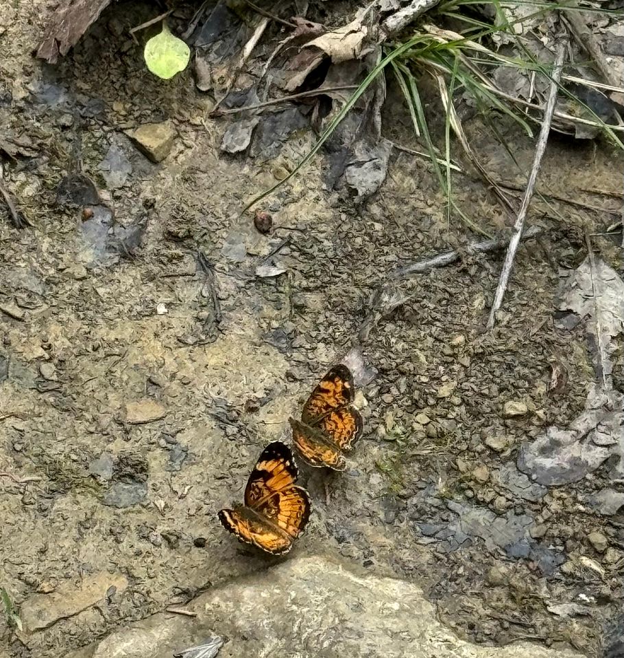 Magical Family Tree House in Secluded Woodland near Germantown, Kentucky
