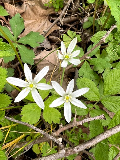 Tree Houses (United States of America, Germantown, Kentucky)