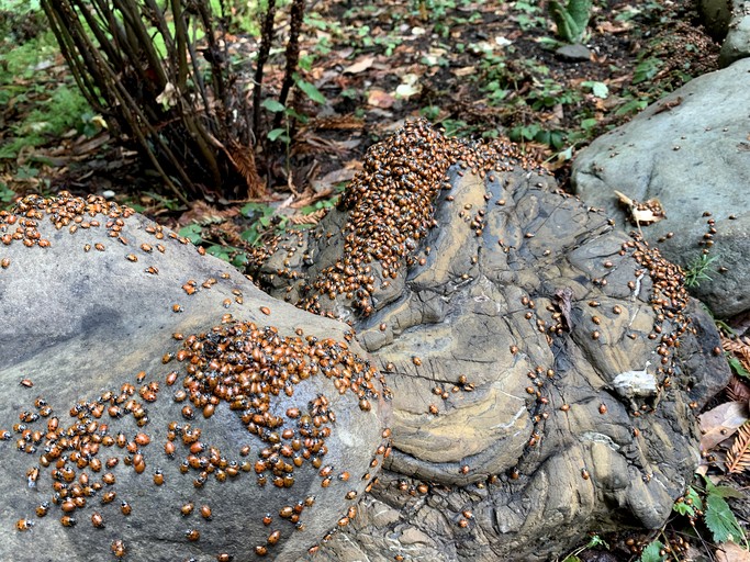 The Yurt at Camp Cruz Redwood Retreat | Yurts (Watsonville, California, United States of America)