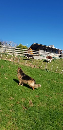 Safari Tents (New Zealand, New Plymouth, North Island)