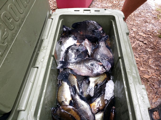 Riverfront Getaway Cabin with a Boat Ramp Access near Brunswick in Southeast Georgia | Cabins (Brunswick, Georgia, United States of America)