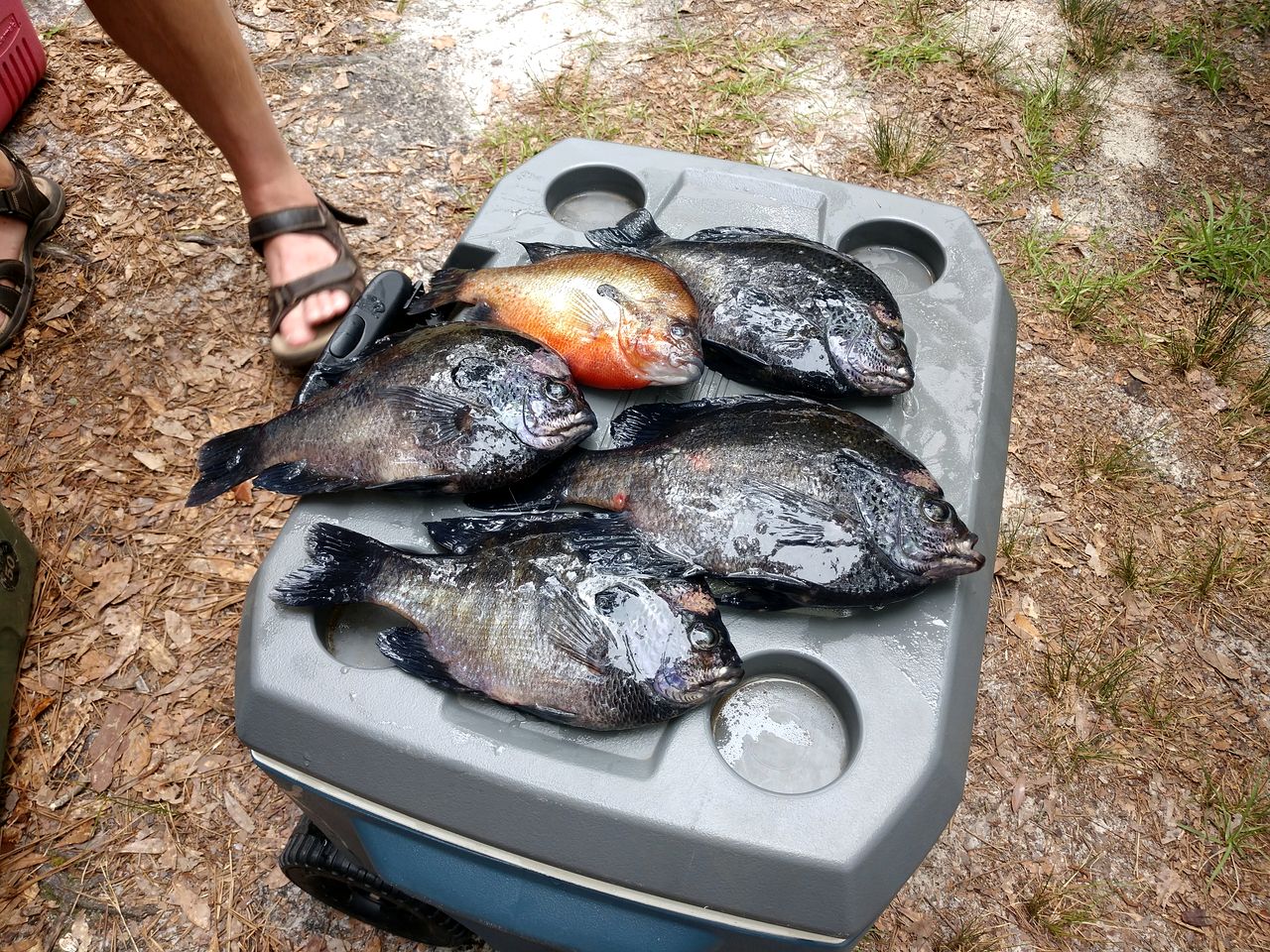 Riverfront Getaway Cabin with a Boat Ramp Access near Brunswick in Southeast Georgia