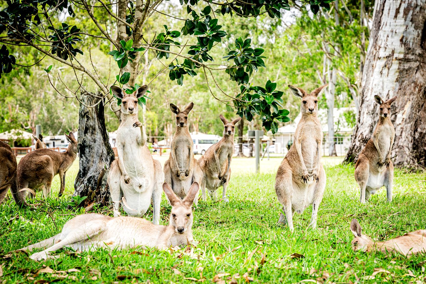 Luxury Glamping Tent with Ensuite Bathroom near Noosa in Queensland