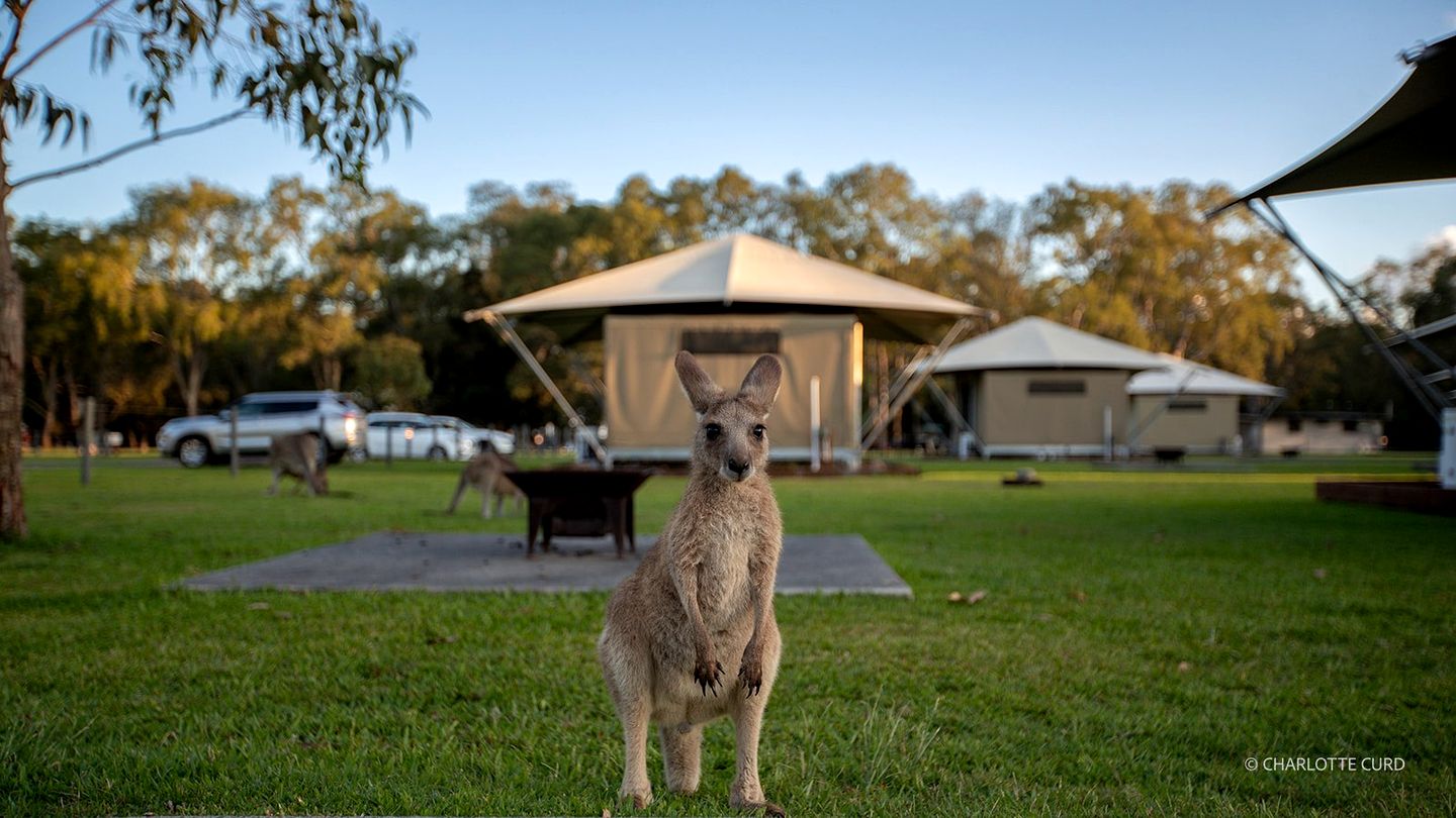 Luxury Glamping Tent with Ensuite Bathroom near Noosa in Queensland