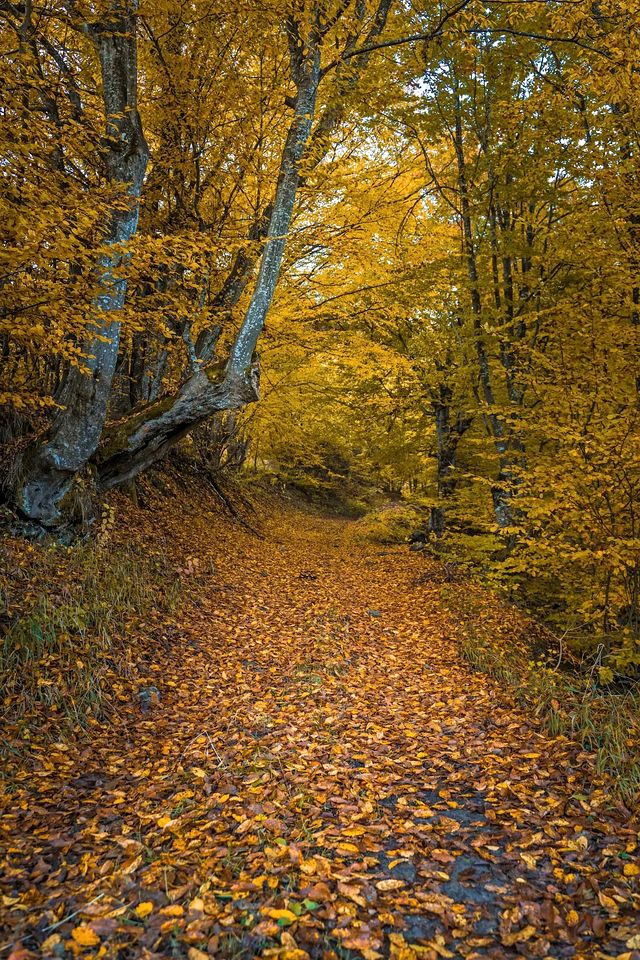 Incredible Cabin Getaway with Indoor and Outdoor Fireplaces in Selishte, Bulgaria
