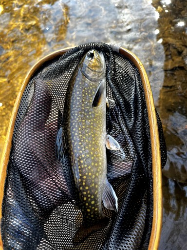 Tiny Houses (United States of America, Sparta, North Carolina)
