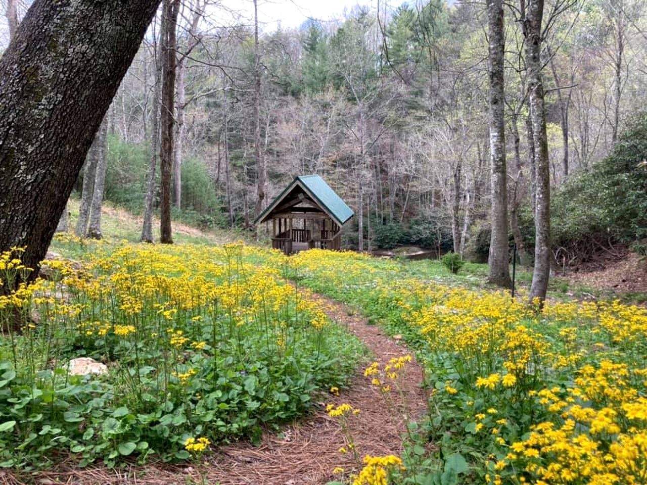 Rustic Cozy Cabin on the Little River in Sparta, North Carolina