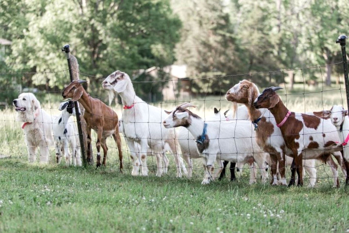Beautiful Tree House for a Romantic Getaway on a Farm near Chattanooga Valley, Georgia