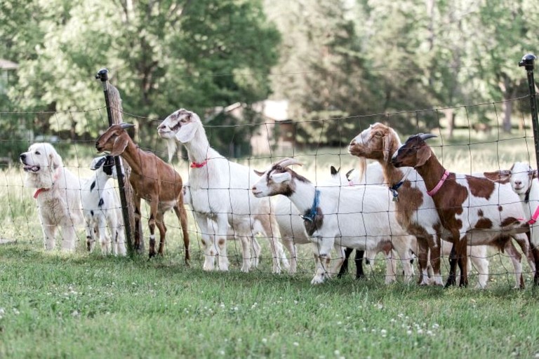 Tree Houses (United States of America, Flintstone, Georgia)