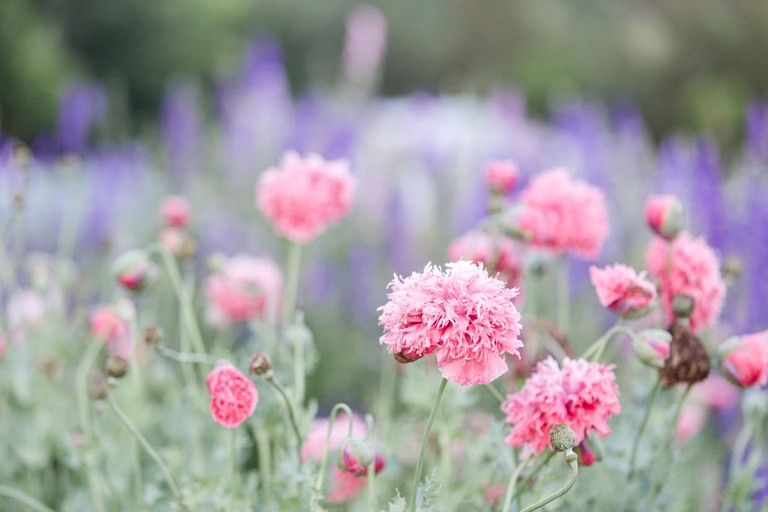 Tree Houses (United States of America, Flintstone, Georgia)