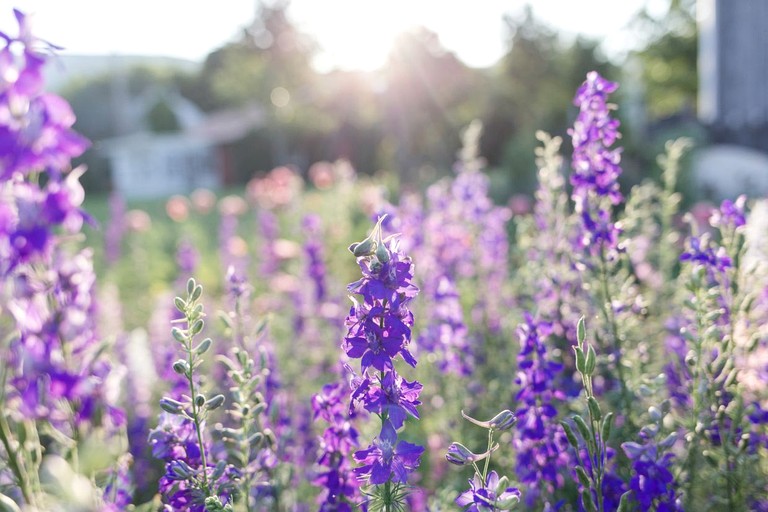 Tree Houses (United States of America, Flintstone, Georgia)