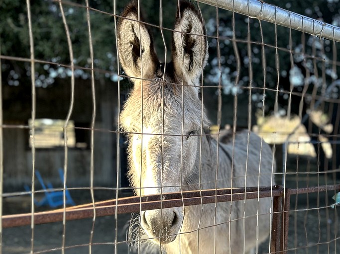Barns (United States of America, Warner Springs, California)