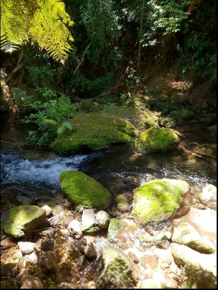 Gorgeous Rotorua Accommodation Perfect for Luxury Glamping, North Island