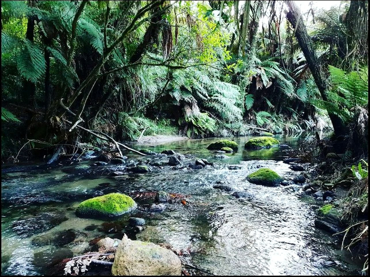 Gorgeous Rotorua Accommodation Perfect for Luxury Glamping, North Island