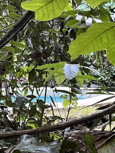 Bell Tents (Mexico, Puerto Morelos, Quintana Roo)