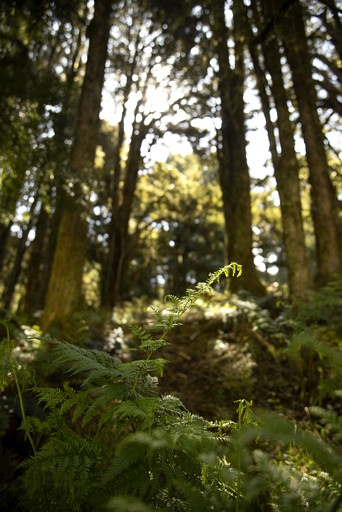 Cabins (New Zealand, Gisborne, North Island)