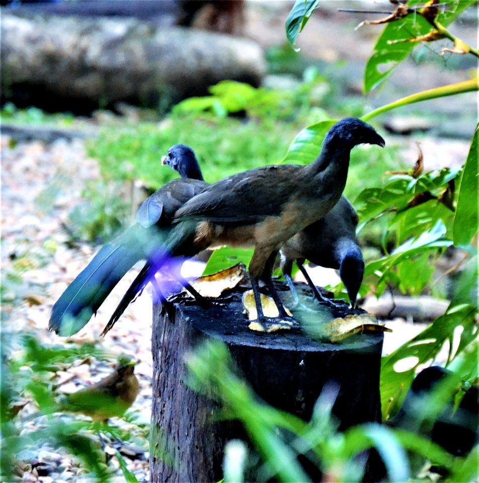 Hummingbird Rest in San Ignacio, Cayo District