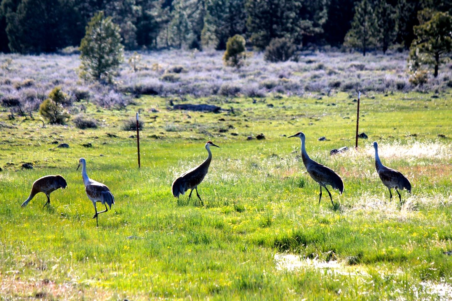 Cabin Rental with a Spacious Deck Nestled in the Woods of Lakeview, Oregon