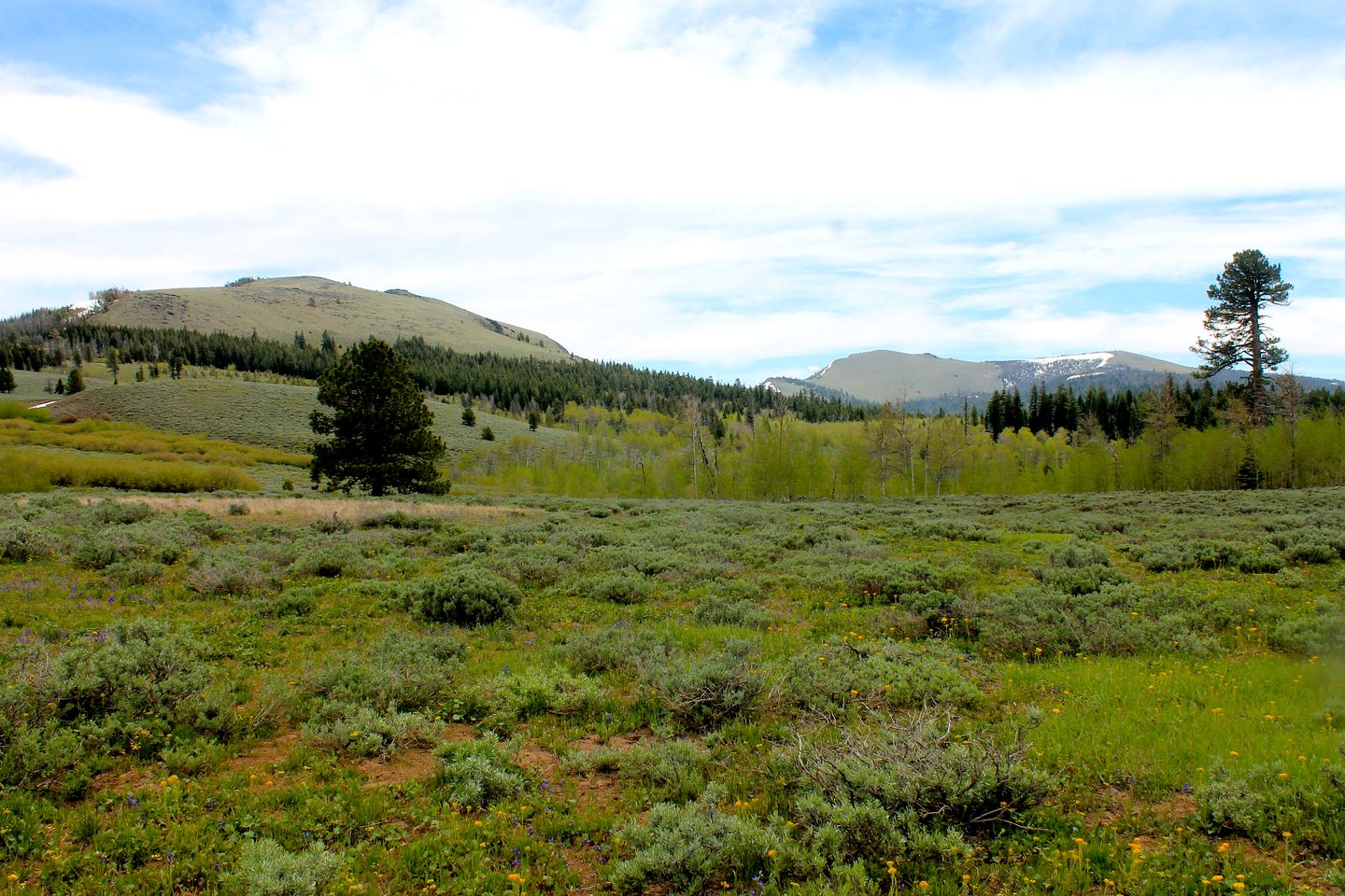 Cabin Rental with a Spacious Deck Nestled in the Woods of Lakeview, Oregon
