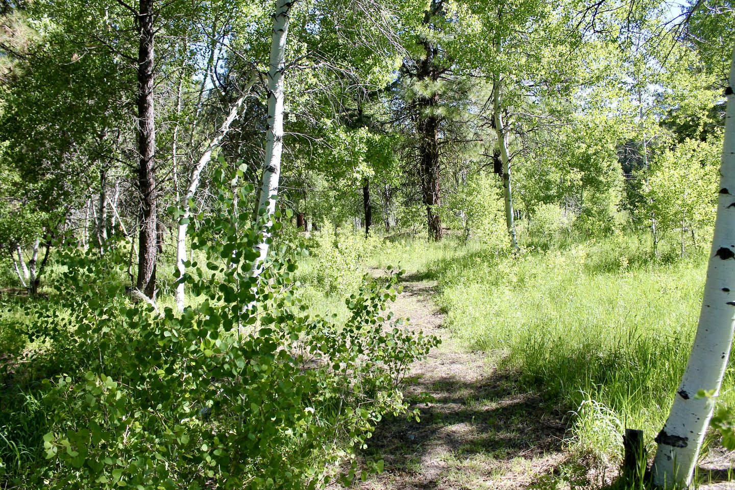 Cabin Rental with a Spacious Deck Nestled in the Woods of Lakeview, Oregon