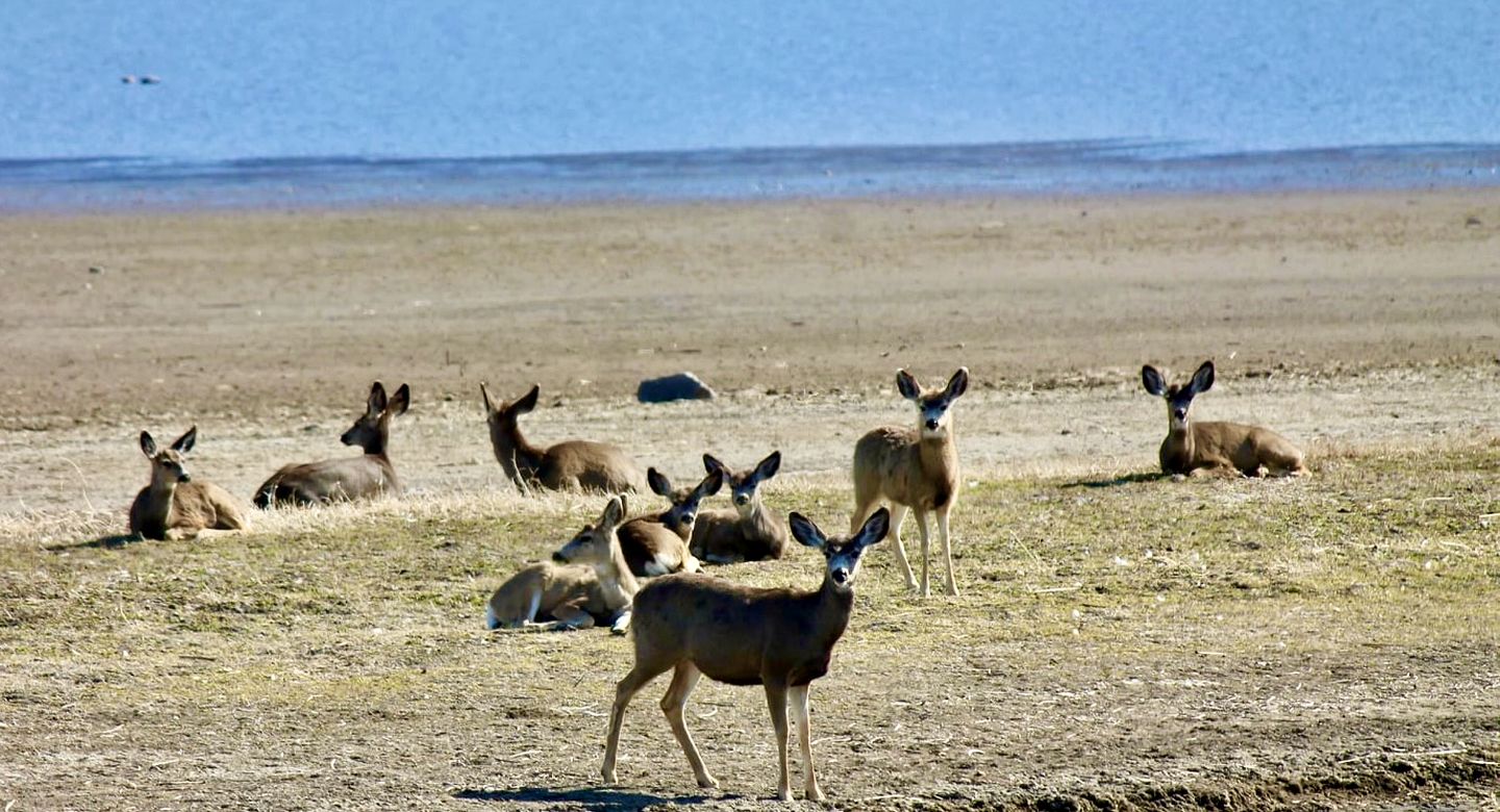 Charming Cabin Rental Situated in the Warner Mountains of Oregon
