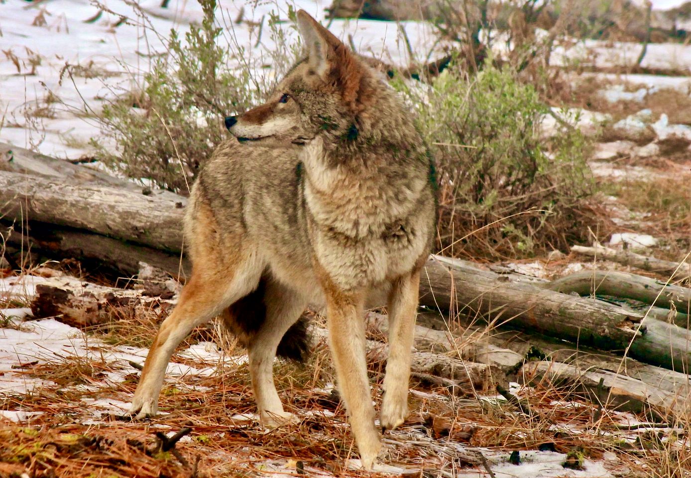 Charming Cabin Rental Situated in the Warner Mountains of Oregon