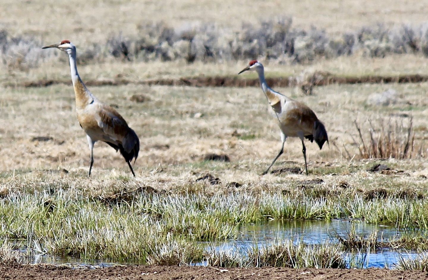 Charming Cabin Rental Situated in the Warner Mountains of Oregon