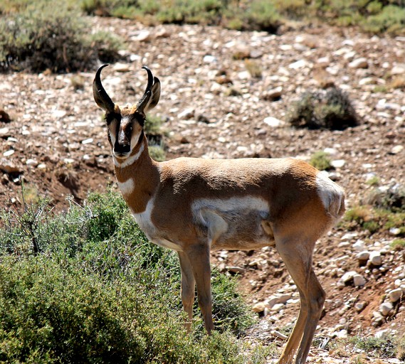 Cabins (United States of America, Lakeview, Oregon)