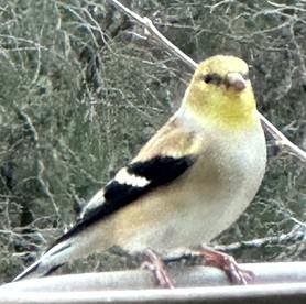 Hidden Treasure Harvest House Forest Getaway 30 Min. West of Fort Worth photo 2