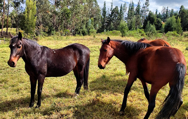 Bell Tents (Colombia, --, Boyacá)