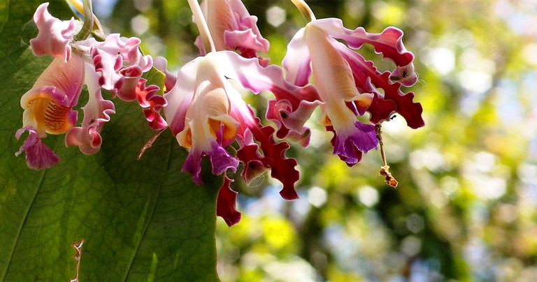 Private Islands (Nicaragua, Granada, Granada)