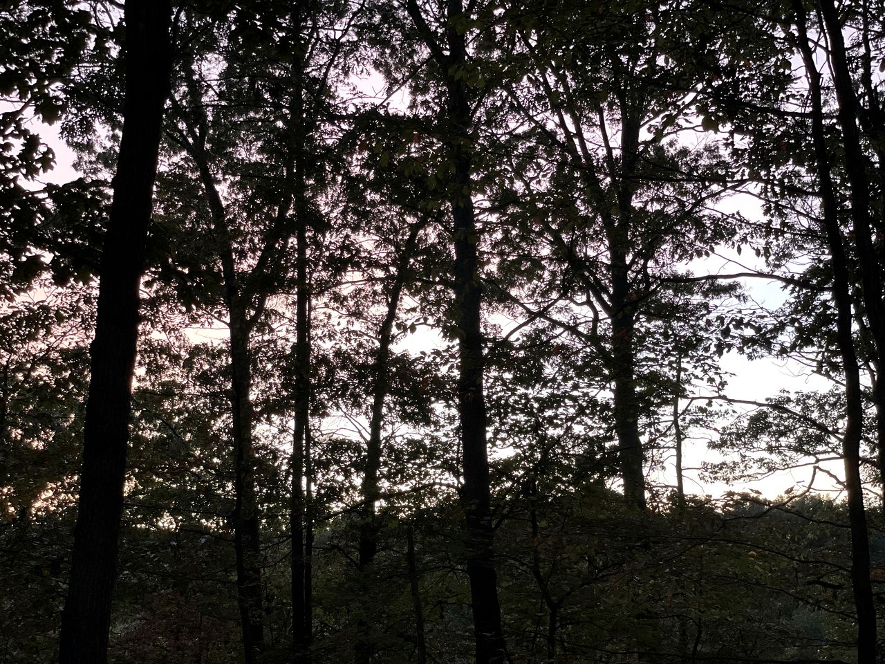 Secluded Cabin Rental with Forest Views outside of Baltimore