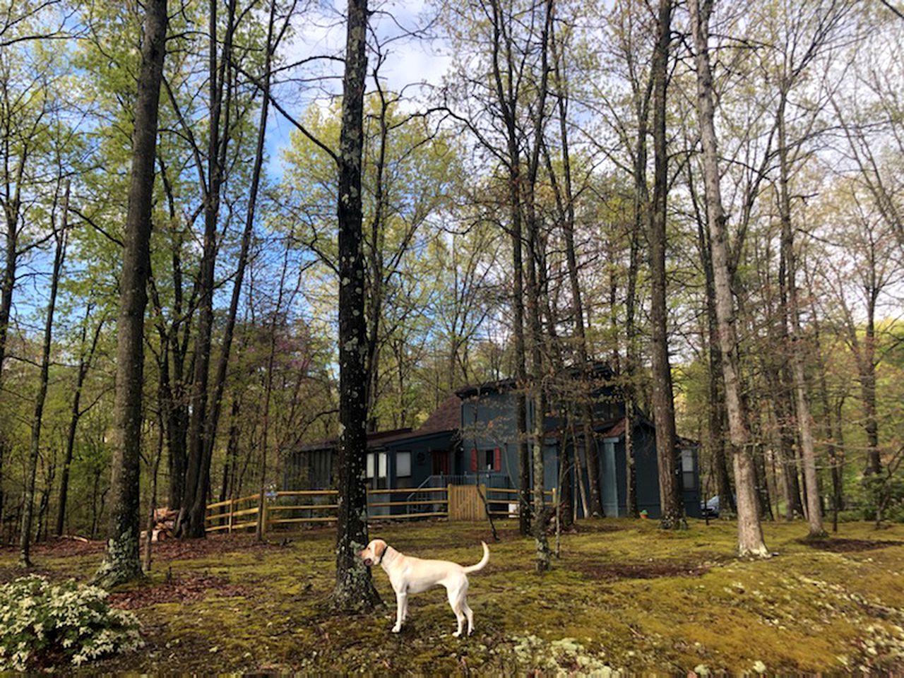 Secluded Cabin Rental with Forest Views outside of Baltimore