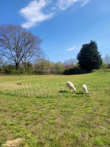 Bell Tents (United States of America, --, South Carolina)