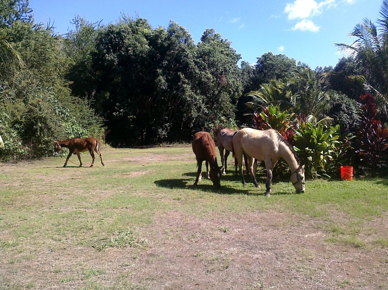 Luxury Dome Nestled in Waimea Valley, Kauai